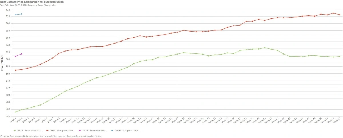 Figur 1:  Udvikling i de europæiske oksekødspriser i 2025 og 2026 for ungtyre (rød og blå) og køer (grøn og lyserød). Priserne er beregnet som et vægtet gennemsnit på tværs af EU’s medlemslande og angivet i euro/100 kg. Kilde: Europa Kommissionen / Agridata.ec.europa.eu 