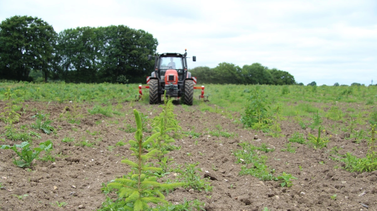 I de kommende år er der udsigt til langt mere etablering af skov i Danmark. Arkivfoto: Morten Ipsen