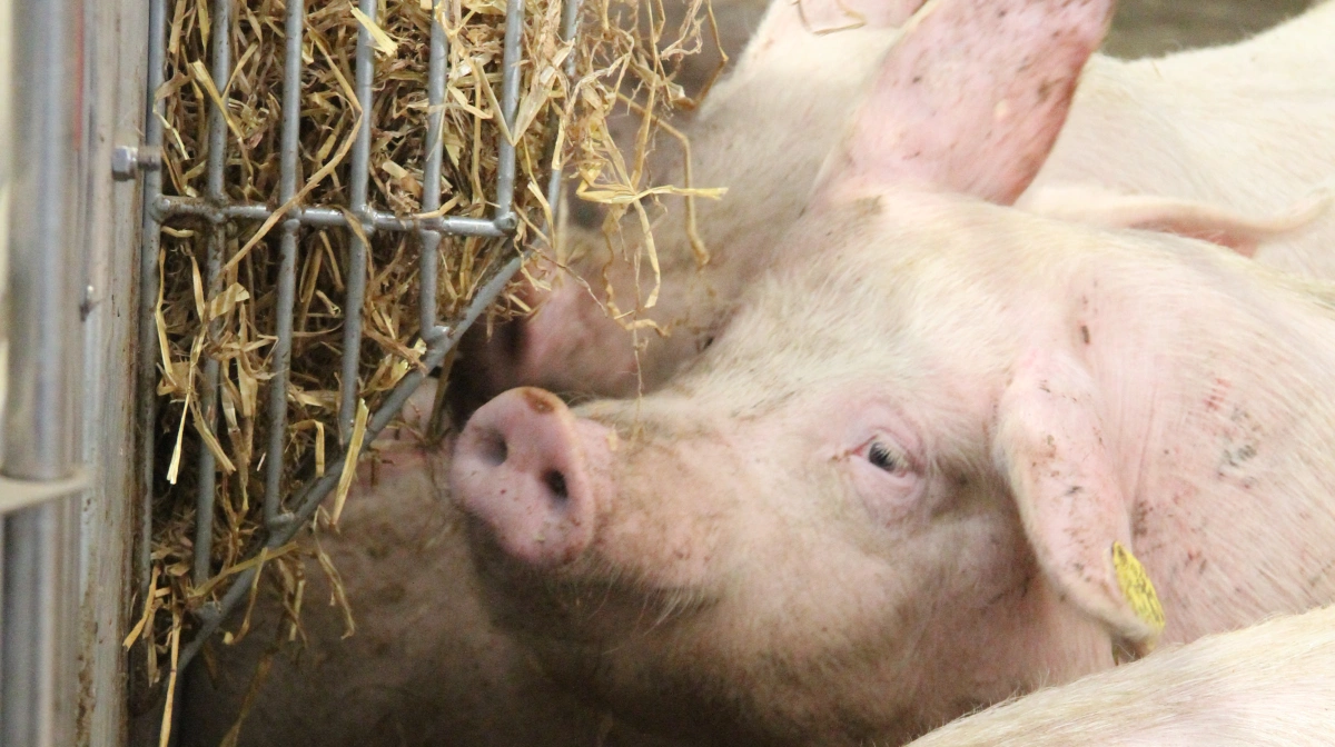 11 procent af de kontrollerede sobesætninger og 9 procent af slagtegrisebesætningerne fik sanktioner, fordi dyrene ikke havde permanent adgang til tilstrækkelige mængder af for eksempel halm, træ eller reb. Arkivfoto: Anne Wolfenberg