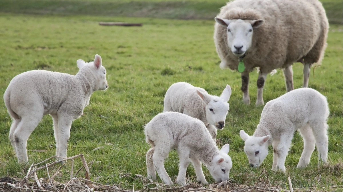 Jo flere og stærke levendefødte lam, der kommer til verden, jo større er chancen for et godt resultat senere. Foto: Knud Lykke