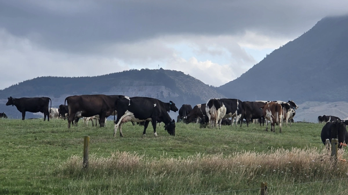 Alle køer på New Zealand går på græs året rundt, og supplerende vinterfoder er hovedsagelig græsensilage og hø. Derfor er et skifte til økologisk mælkeproduktion ikke stort, da der i forvejen næsten ikke anvendes pesticider eller kunstgødning på græsmarkerne. Foto: Jørgen P. Jensen