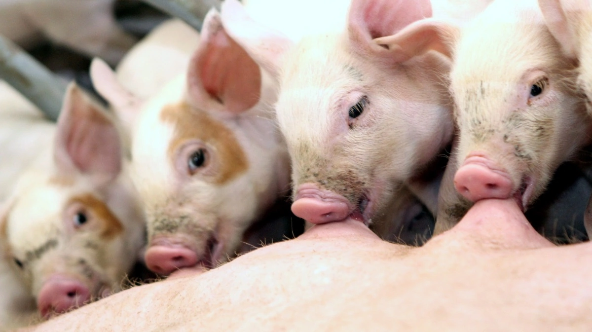 Flere fødevareordførere gav udtryk for ønsket om en øget fravænningsalder. Arkivfoto: Anne Wolfenberg