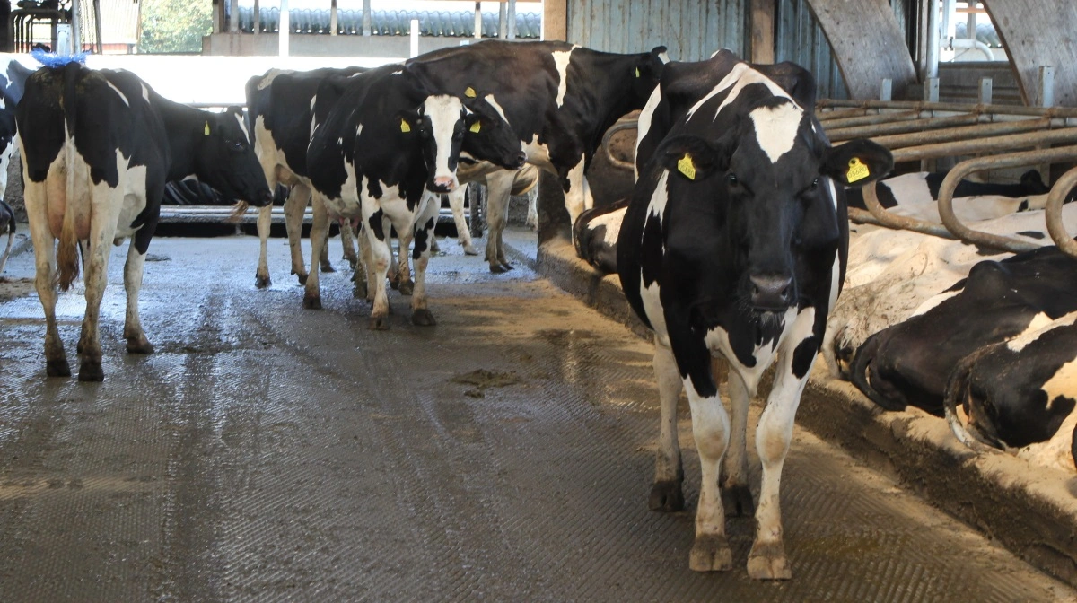 BK Nord tilbyder nu en 3D-scanning af stalden. Kameraet står på et stativ og scanner i 360 grader. Én scanning tager omkring 10 sekunder. Arkivfoto