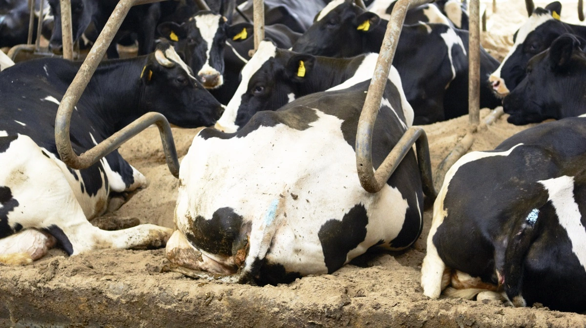 Det er blandt andet længden på sengebåsene, som gør, at mange stalde ikke er brede nok til at opfylde 2034-kravene. Arkivfoto