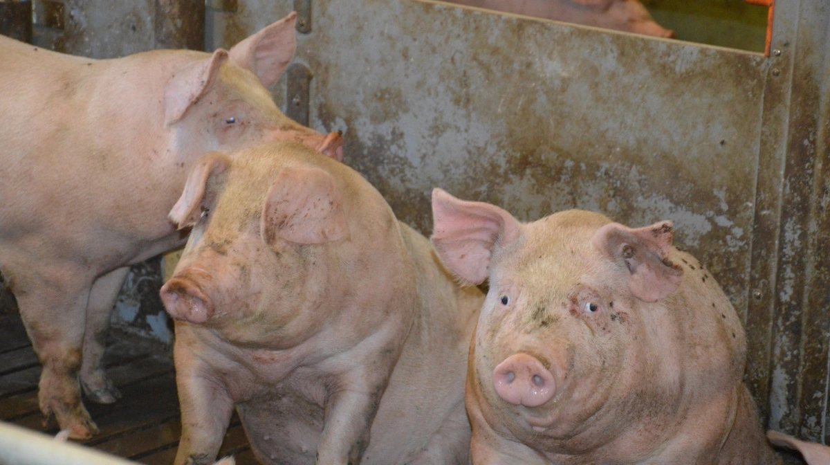 Resultaterne i analysen viser, at slagtesvin fra besætninger med positiv PRRS-sundhedsstatus har en statistisk signifikant lavere daglig tilvækst på 26 gram pr. dag, en ringere foderudnyttelse svarende til 0,06 FeSv pr. kg tilvækst samt en højere dødelighed på 0,17 procentpoint sammenlignet med slagtesvin fra PRRS-negative besætninger. Arkivfoto: Camilla Bønløkke