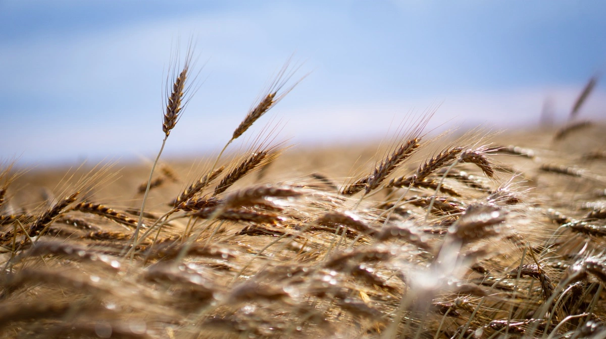 Hvedepriserne stabiliseres af svag euro og tilbageholdende salg, men hård global konkurrence begrænser prisstigninger. Arkivfoto: Daniel Barber