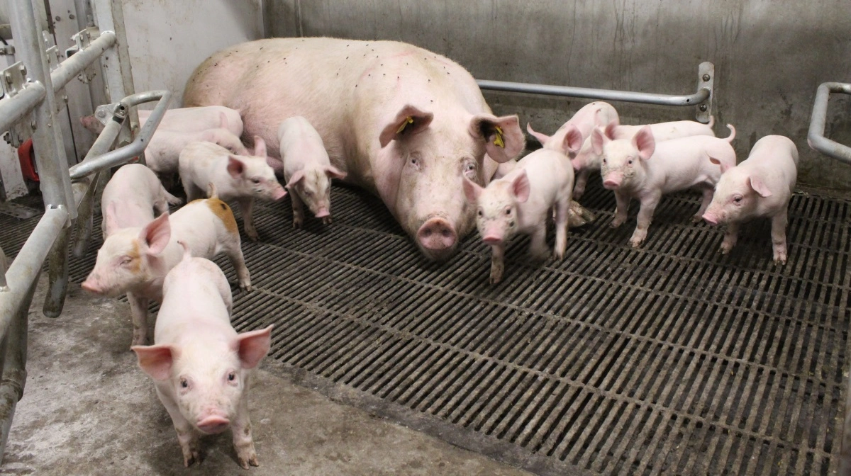 Nye krav om løsdrift kan koste tyske svineproducenter 4,4 mia. euro og få mange til at opgive soholdet. Arkivfoto: Anne Wolfenberg