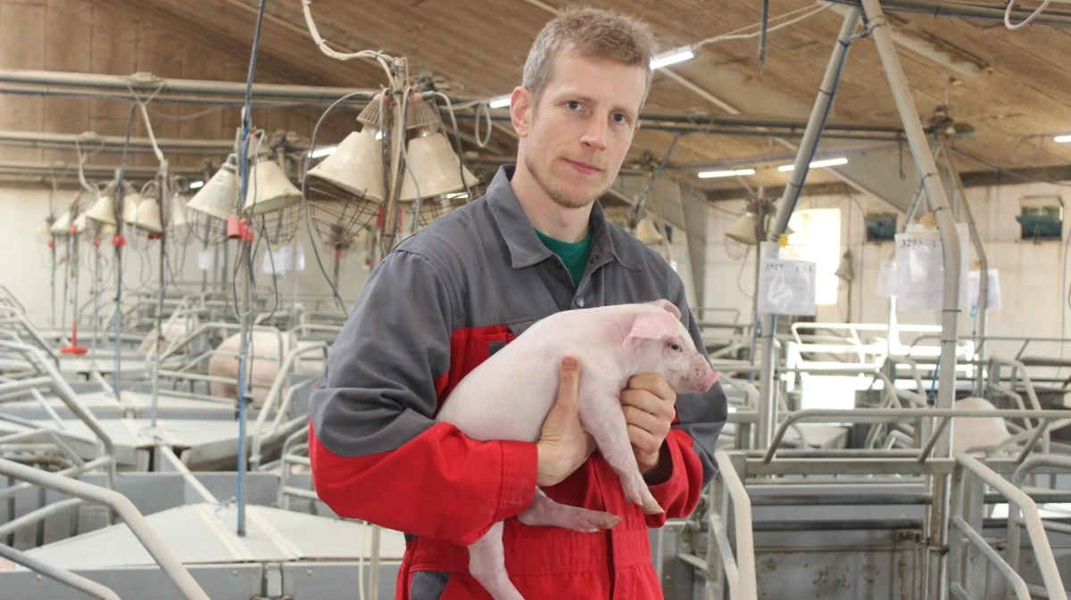 Formand for Danske Svineproducenter, Jeppe Bloch Nielsen, bruger ikke ammesøer, fordi hans søer kan passe deres grise selv, og de vejer omkring 7 kg ved fravænning. Arkivfoto: Anne Wolfenberg