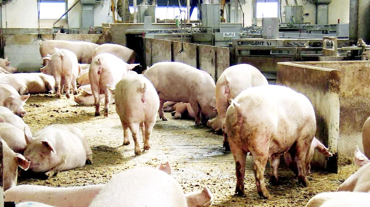 Overvågning af søer ved hjælp af chips er ret almindeligt i danske svinebesætninger på grund af brugen af elektronisk sofodring. Arkivfoto