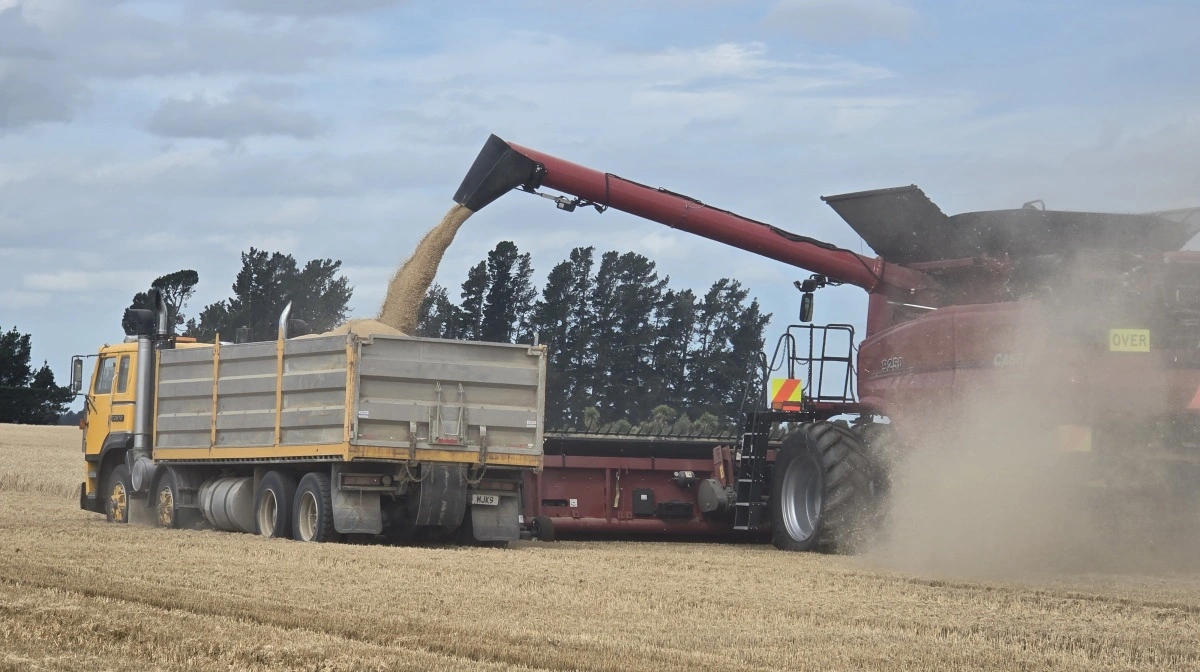 Der er god gang i kornsneglen med det høje udbytte.