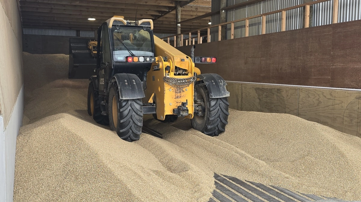 Det nyhøstede korn bliver skubbet ind på gårdens tørreri.