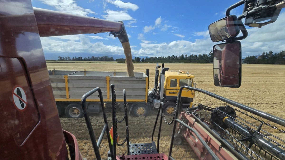 Det er bygsorten SY Transformer, som kan sås både efterår og forår, der bliver høstet som vinterbyg.