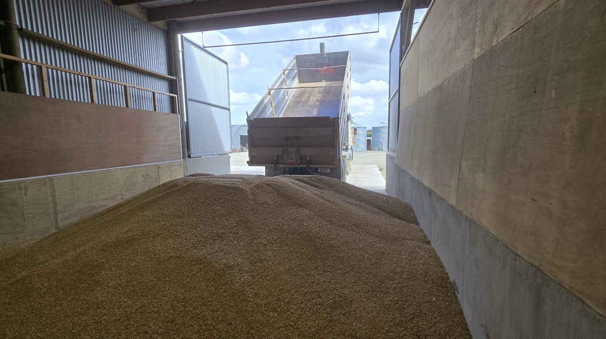 Kornet er læsset af på gårdens tørreri.