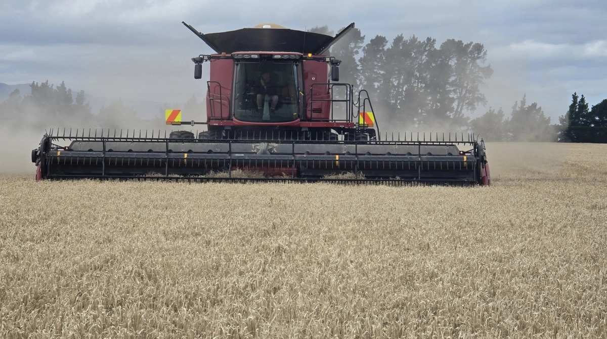 De 40 hektar med vinterbyg skal gerne klares inden regnen sætter ind næste formiddag.