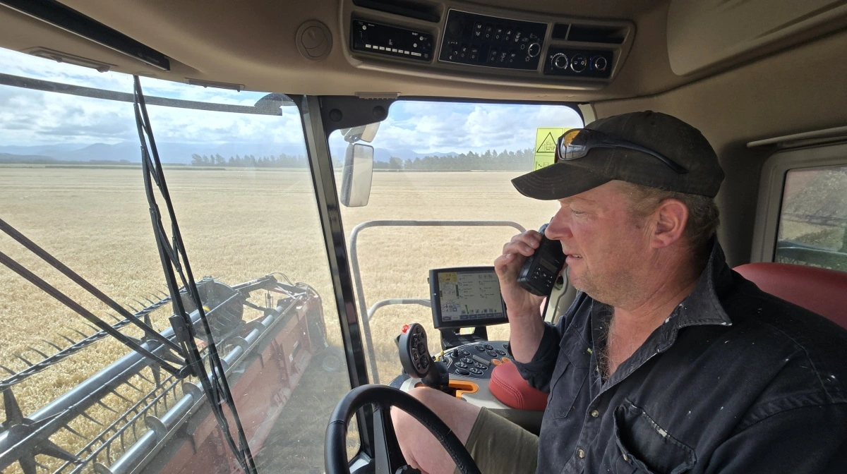 700 hektar med krævende frøafgrøder og korn venter nu på at blive høstet de kommende uger ind i februar.