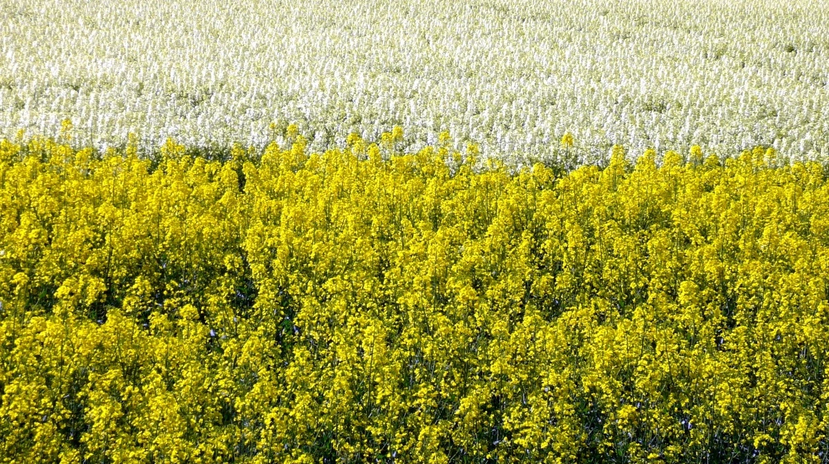 Så snart der igen er plusgrader, skal du i marken og tjekke din raps for blandt andet rapsjordloppens larve og kålbrok. Arkivfoto