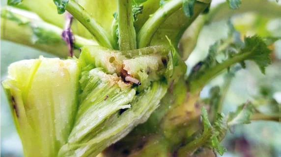 Skær stænglen over med en hobbykniv og tæl antallet af rapsjordloppens larver. 
Er der mere end to styk, afskrives planten. Arkivfoto