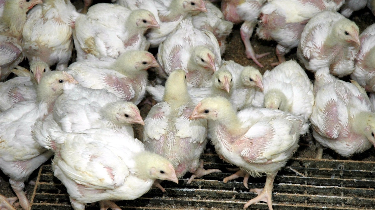 Langsomtvoksende slagtekyllinger er på vej til at blive ny standard i Norge, efter fjerkræbranchen har besluttet at udfase turbokyllinger inden udgangen af 2027. Arkivfoto