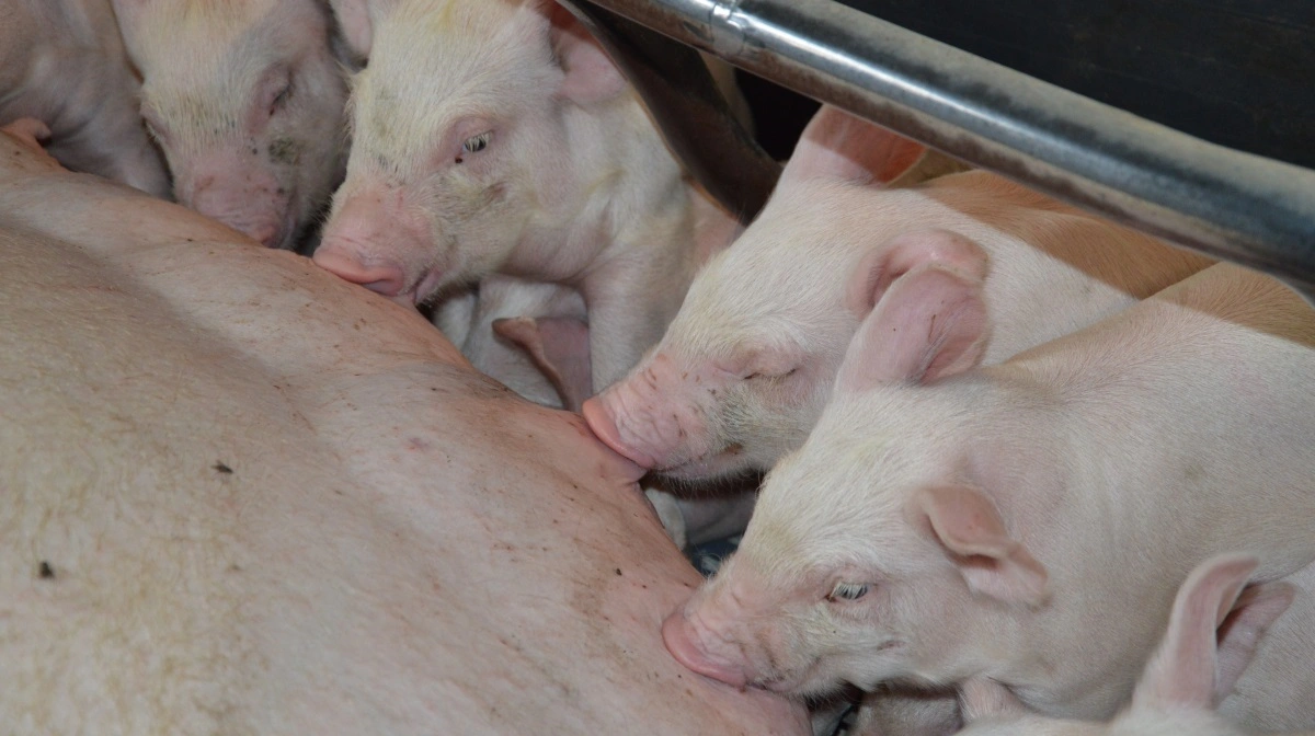 - Vi skal passe godt på soen, så passer hun pattegrisene. Hvis hun får korrekt fodring, rigeligt vand, halm og den rigtige temperatur, kvitterer hun med ro, mælk og stærke grise. Har soen det godt, falder resten på plads. Også sygdomsmæssigt, forklarer Karina Mikkelsen. Arkivfoto: Camilla Bønløkke