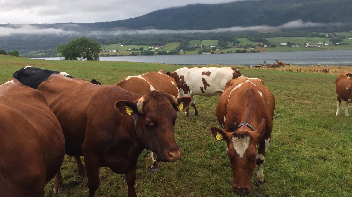 Der er over 200.000 stykker malkekvæg i Norge, hvor køerne i store dele af landet fortsat græsser udendørs i sommerhalvåret. Samtidig raser debatten om det fornuftige i at bruge Bovaer. Arkivfoto: Anne Wolfenberg