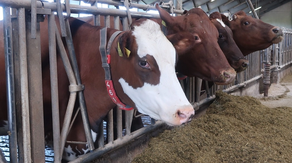 
Arkivfoto: Karsten Himmelstrup