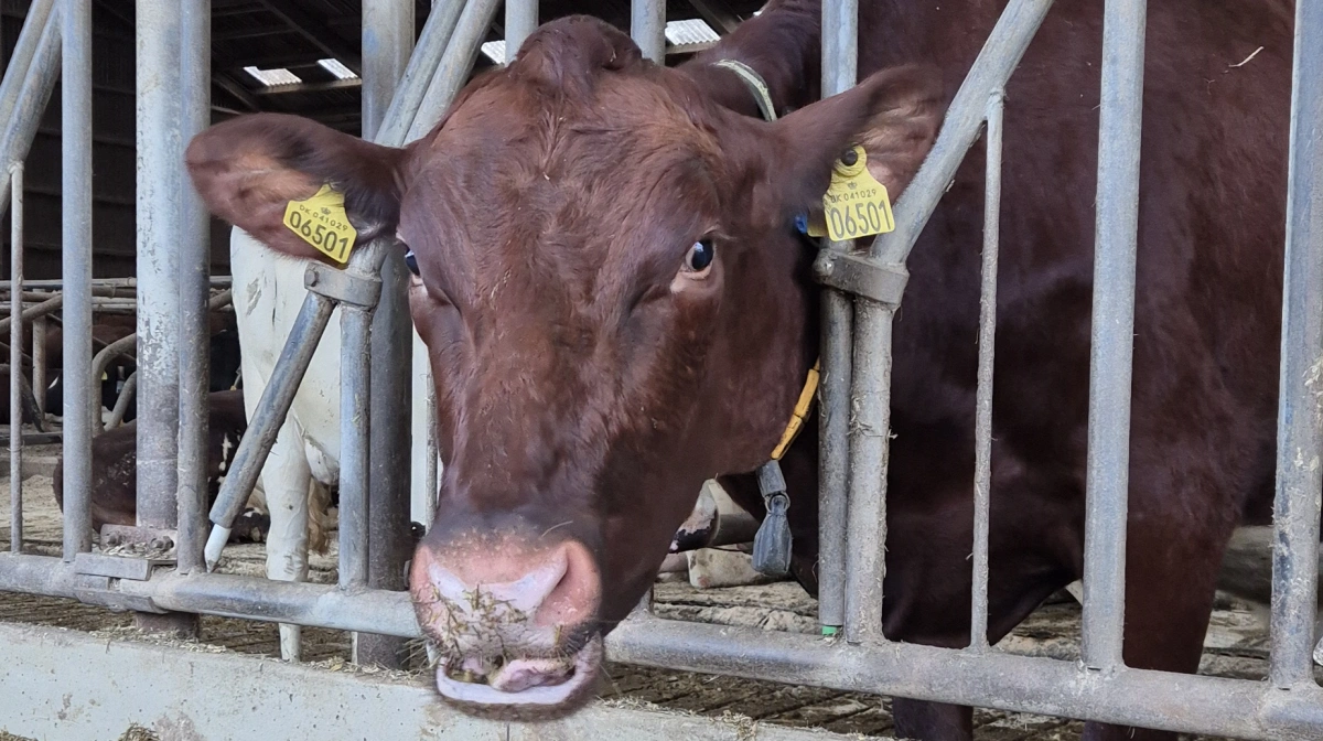 Arkivfoto: Tenna Bang