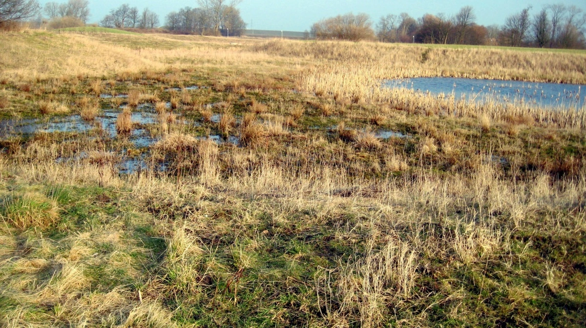 Ekstensivering er en effektiv måde at forbedre sit klimaregnskab på. Men lodsejere, der gerne vil tage jorde ud af naturhensyn, løber ofte panden mod en mur, skriver DR. Arkivfoto: Pernille Plantener