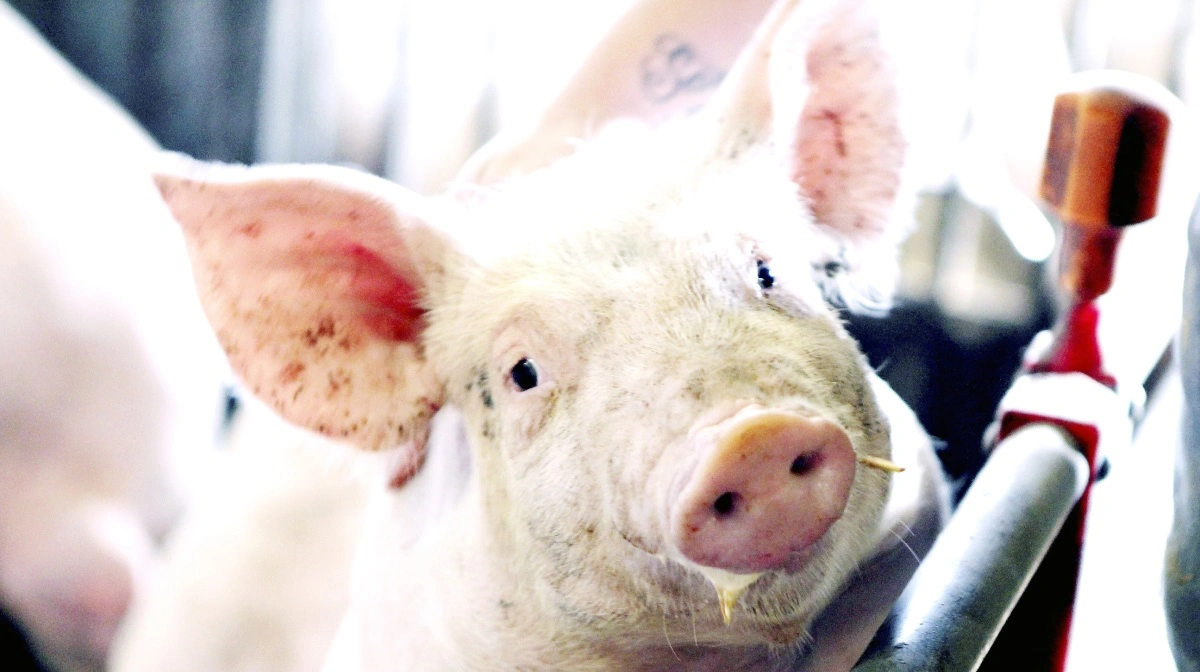 Det europæiske marked for slagtesvin er præget af mange slagteklare grise og lave priser. Arkivfoto: Anne Wolfenberg