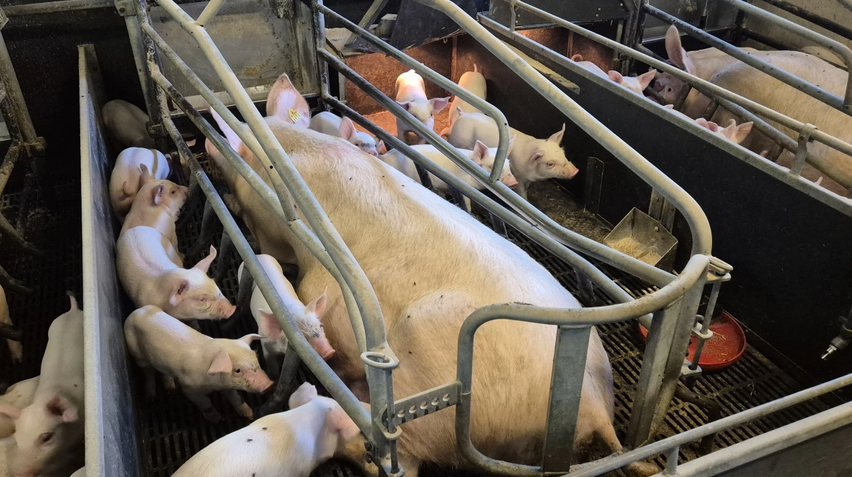 Ifølge en analyse skal de tyske producenter samlet investere omkring 4,4 milliarder euro for at ombygge løbe- og farestalde. Arkivfoto: Tenna Bang