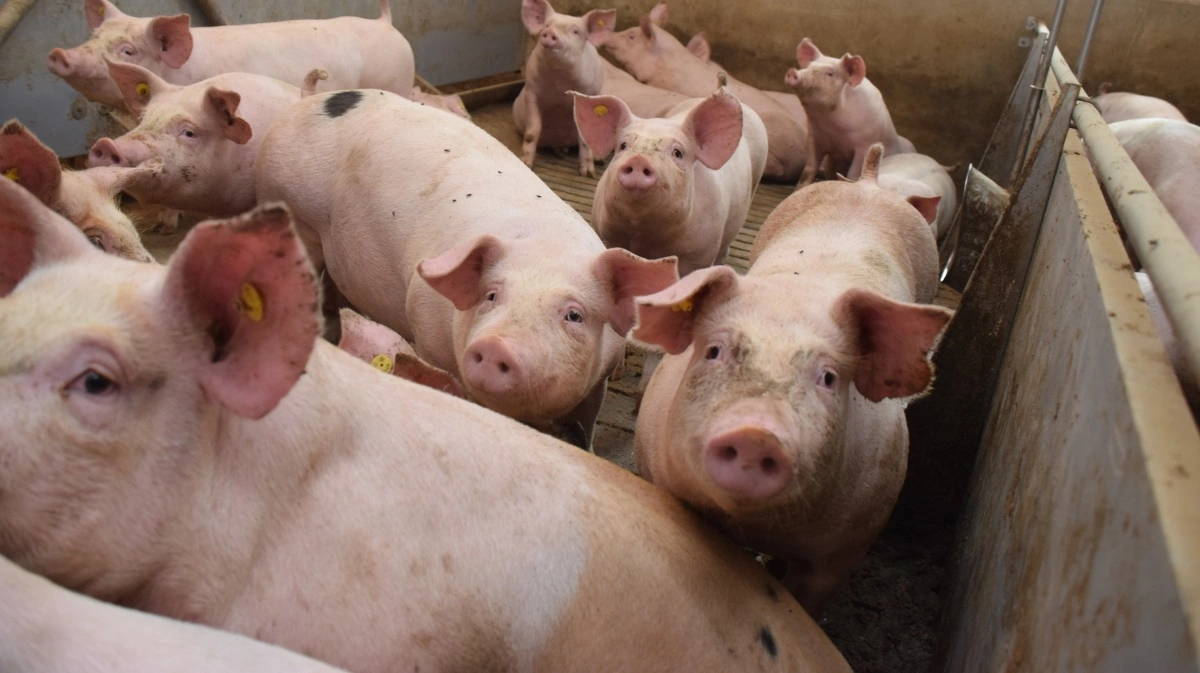 Kronjysk Agro laver i dag 75.000 slagtesvin. Arkivfoto: Anne Wolfenberg