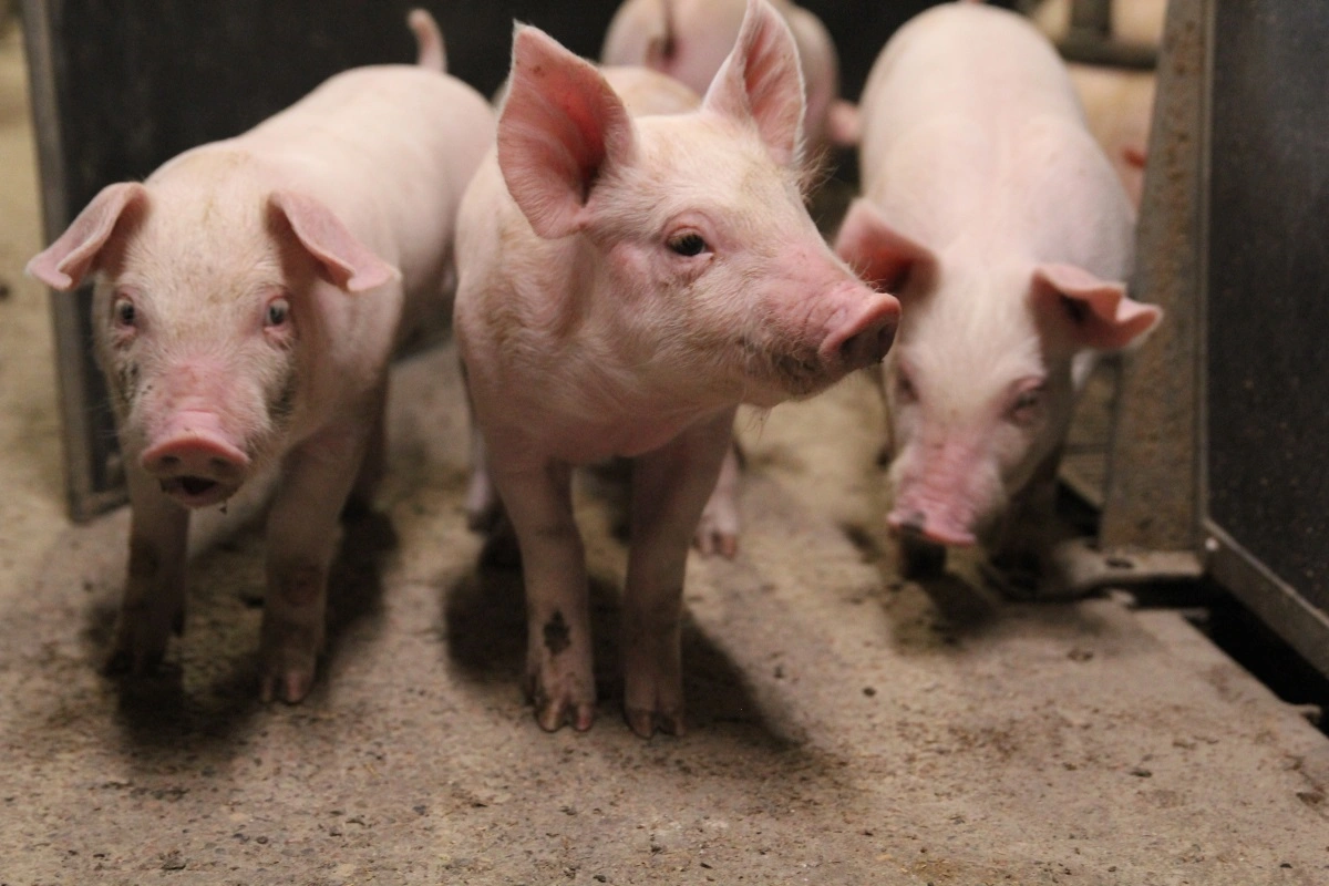 Kronjysk Agro valgte for to år siden at omlægge sin produktion fra 100 procent at lave smågrise til eksport til at lave en full-line produktion. Arkivfoto: Henriette Lemvig