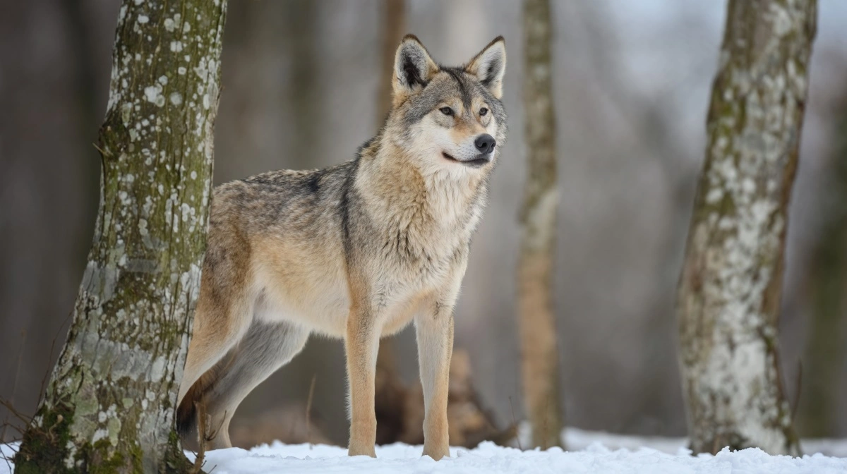 En ulv er blevet skudt fra helikopter efter den har nedlagt adskillige rener, der tilhører rensdyravlere i samebyen Vittangi i Norrbotten i det allernordligste Sverige. Foto: Colourbox
