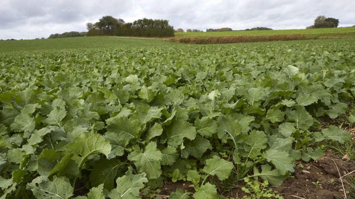 Tidlig såning, milde efterår og vintre, højt plantetal samt stor kvælstoftilgængelighed i det tidlige forår øger risikoen for lejesæd i vinterraps. Arkivfoto: Erik Hansen 