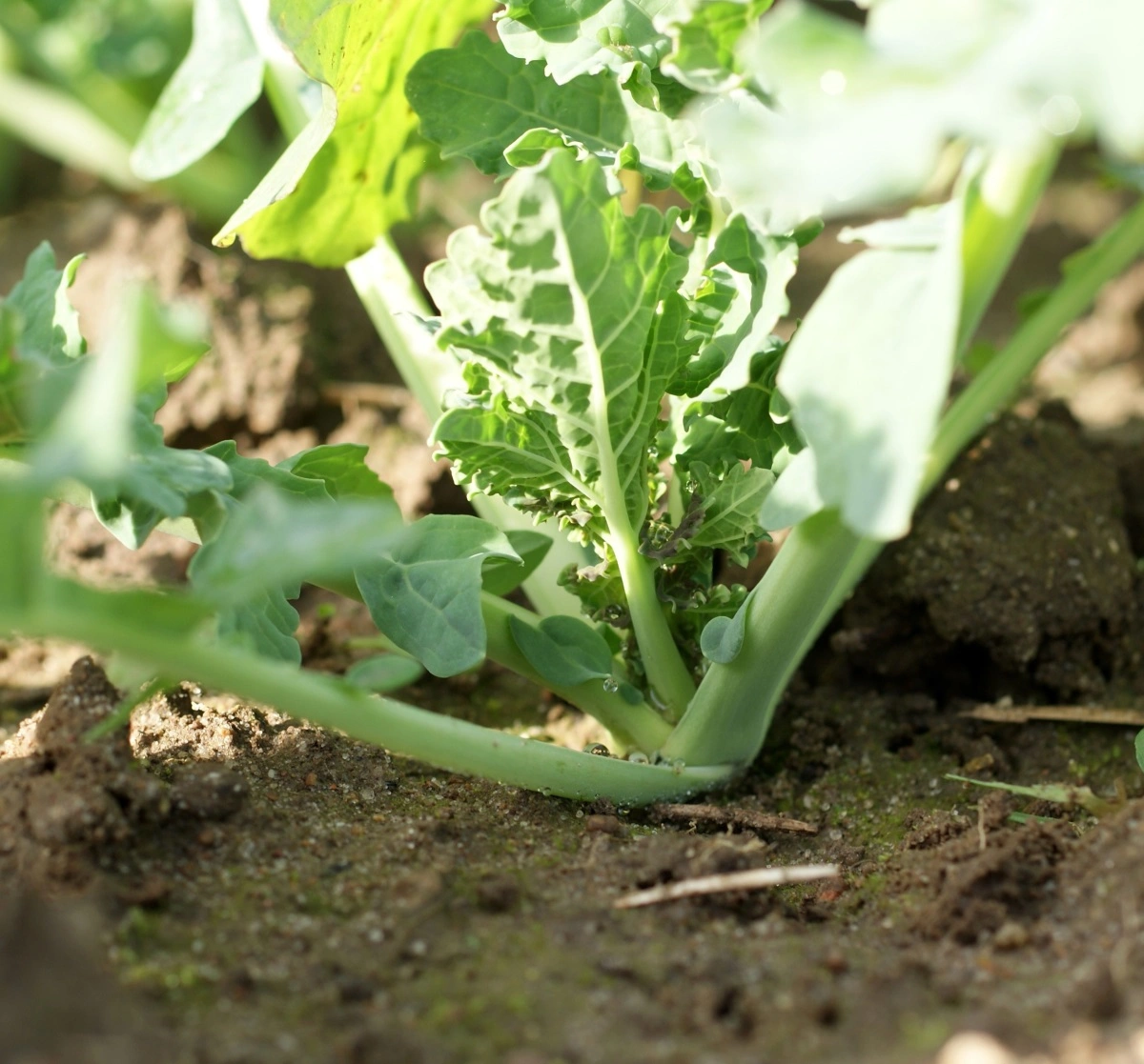 Seges anbefaler brug af blandt andet Caryx, hvis der er behov for vækstregulering af vinterrapsen. Arkivfoto