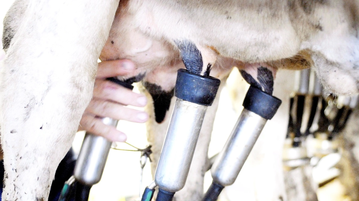 Det unavngivne irske mejeri indsamler og forarbejder årligt over 2 milliarder liter mælk fra cirka 3.200 producenter i Irland og Nordirland. Arkivfoto