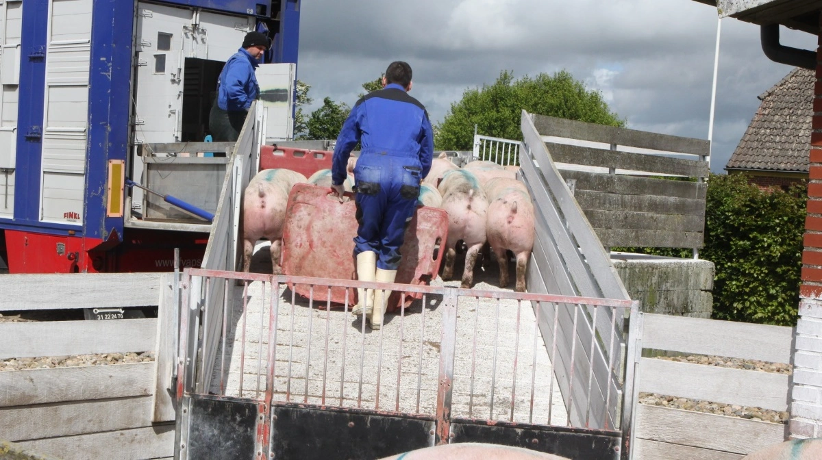 Omkring 2.500 tidligere andelsejere får i år ingen udbetaling fra ejerkontoen, mens Danish Crown nu ser på reglerne. Arkivfoto: Anne Wolfenberg