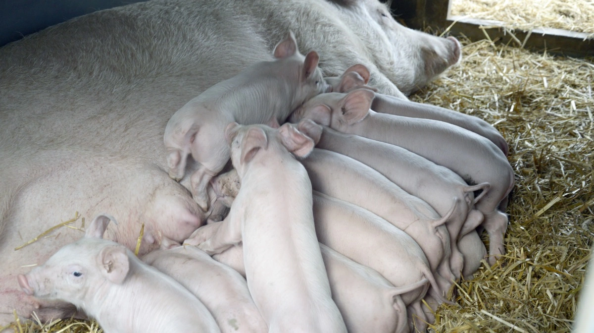 Innovationscenter barsler med nye tal for dødelighed blandt økologiske pattegrise. Arkivfotos: Camilla Bønløkke