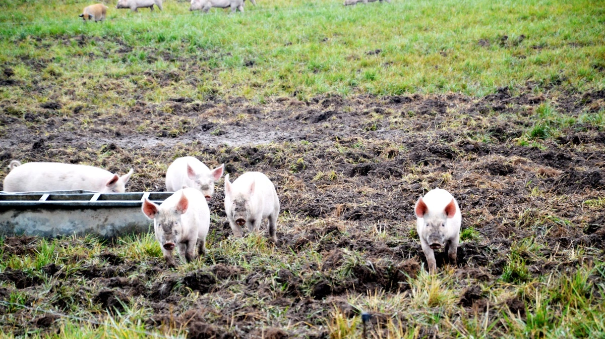 Ud fra den nye undersøgelse vil Innovationscenter for Økologisk Landbrug definere en række anbefalinger til de økologiske landmænd.