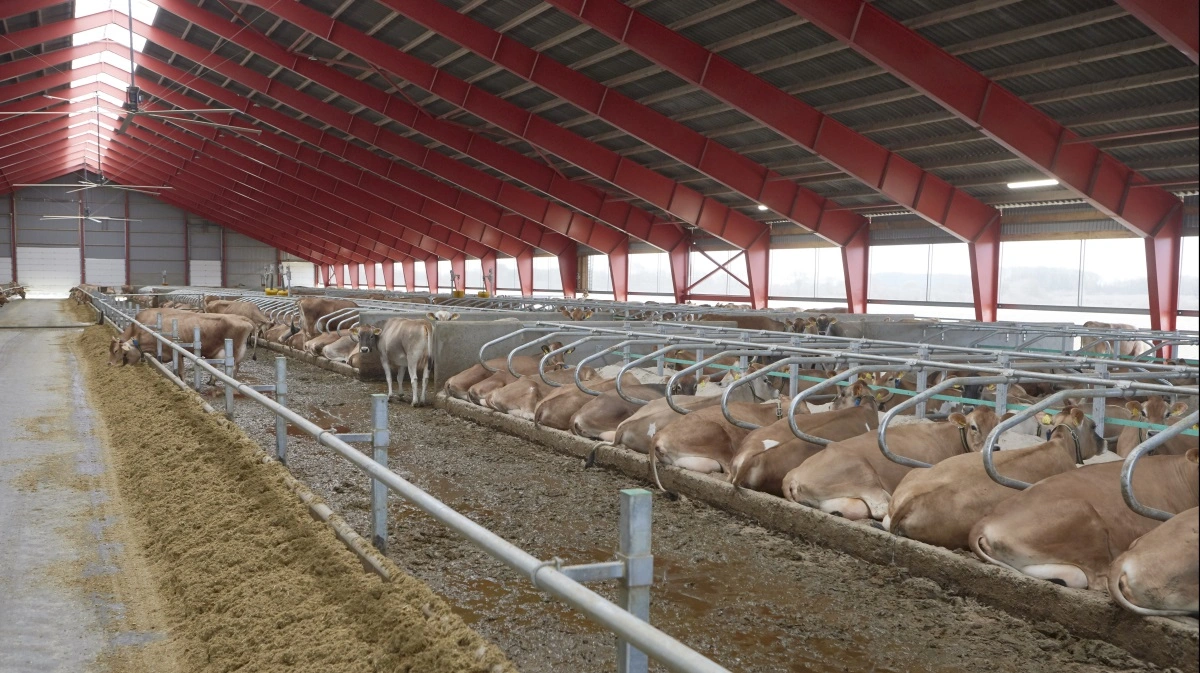 Kvægbedrifter har givet gode resultater på bundlinjen de seneste par år, og det har, sammen med den grønne trepart, i høj grad skubbet til efterspørgslen efter bedrifterne i Danmark. Det mærker ejendomsmæglerfirmaet Evald Borup I/S i høj grad til. Arkivfoto: Erik Hansen