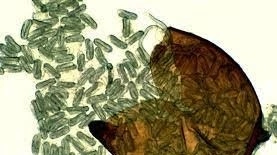 Kartoffelcystenematode. Cyste der er klækket. Larverne strømmer ud.
Foto: Landbrugsstyrelsen