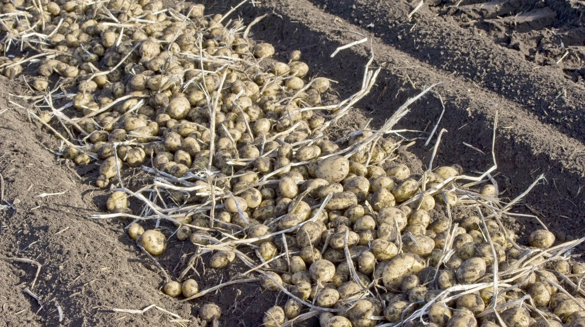 Styrelsen for Fødevarer, Landbrug og Fiskeri er i det danske undersøgelsesprogram hvert år opmærksom på omkring 60 skadegørere i kartofler. Arkivfoto

