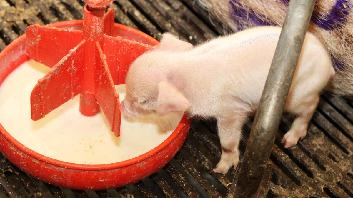 Dyrlægeformand John Haugegaard køber ikke, at en høj pattegrisedødelighed skulle være et problem. Tvært i mod mener han, at man bør slå de allermindste grise ihjel ved fødslen. Arkivfoto: Anne Wolfenberg