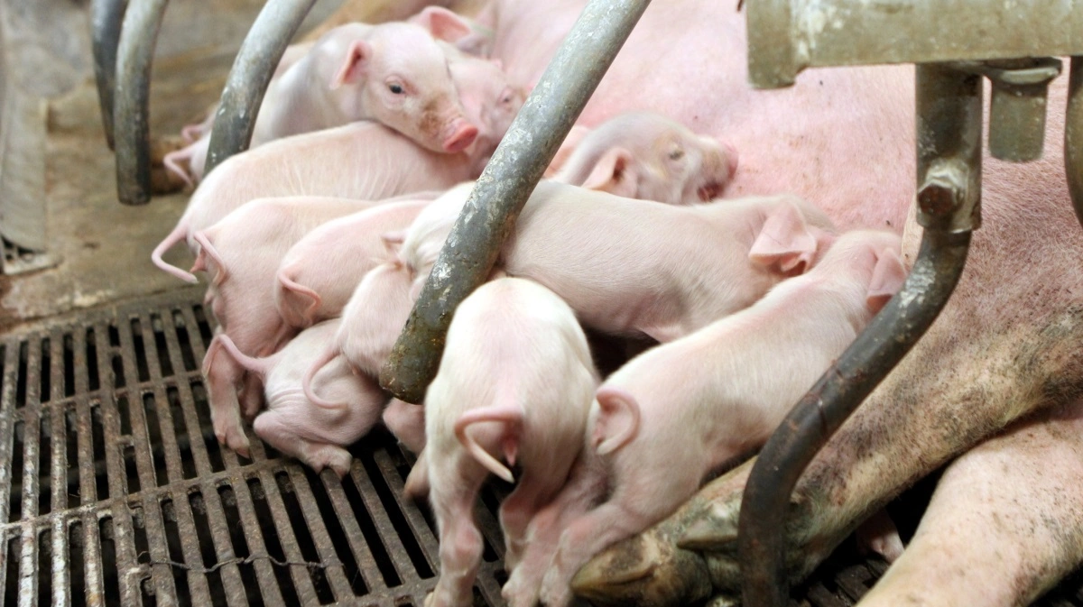 Ifølge dyrlægeformand John Haugegaard er det et grundlæggende problem, at der bliver født for mange og for små grise. Arkivfoto: Anne Wolfenberg