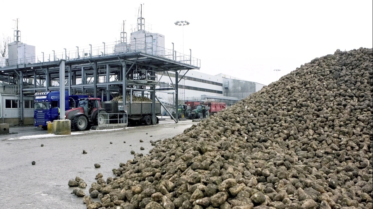2024 var et rigtig godt år for Nordic Sugar, og det bliver nu afspejlet i, at sukkergiganten er blandt de bedst betalende selskaber til skattekassen. Arkivfoto: Erik Hansen