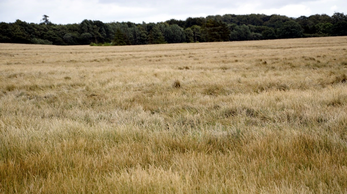 På de netop overståede møder i Avlerforeningen DSV Frø Danmark blev årets frøavlere udnævnt. Vest for Storebælt var kriteriet for udvælgelse af årets frøavler det højeste økonomiske resultat i kroner pr. hektar i alm. rajgræs. Arkivfoto: Camilla Bønløkke