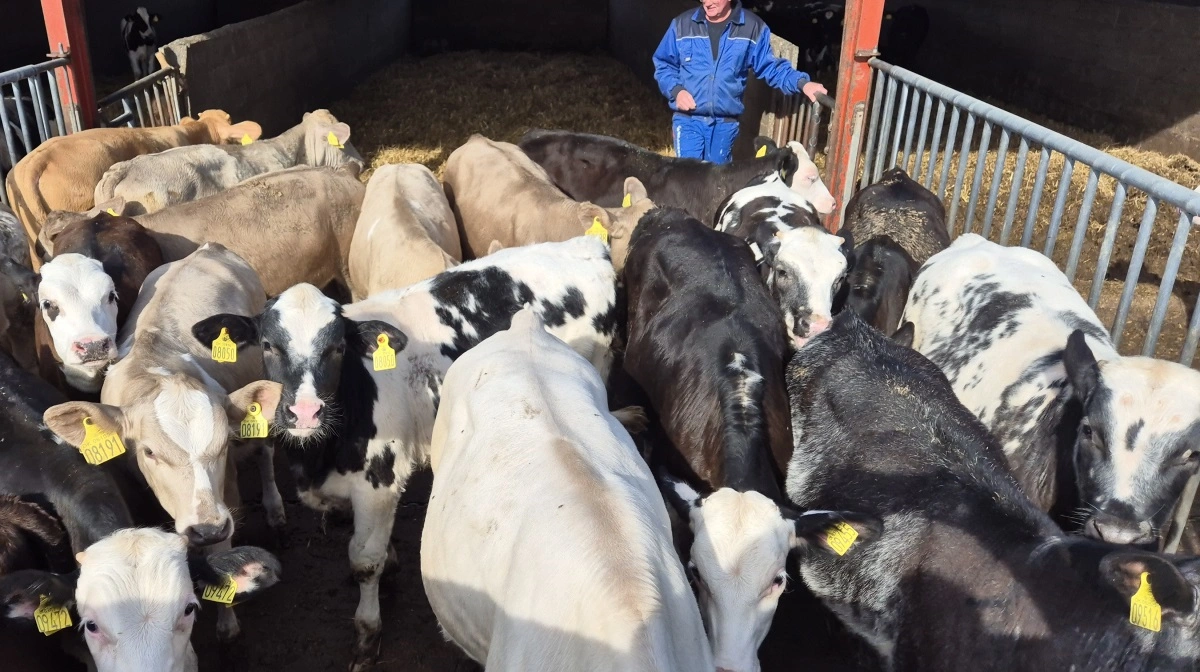 Husdyrformidlingens kalvenotering giver i denne uge en basispris på 2.200 kroner for en kalv på 50 kilogram, mens både lettere og tungere kalve reguleres med tillæg og fradrag. Arkivfoto: Tenna Bang