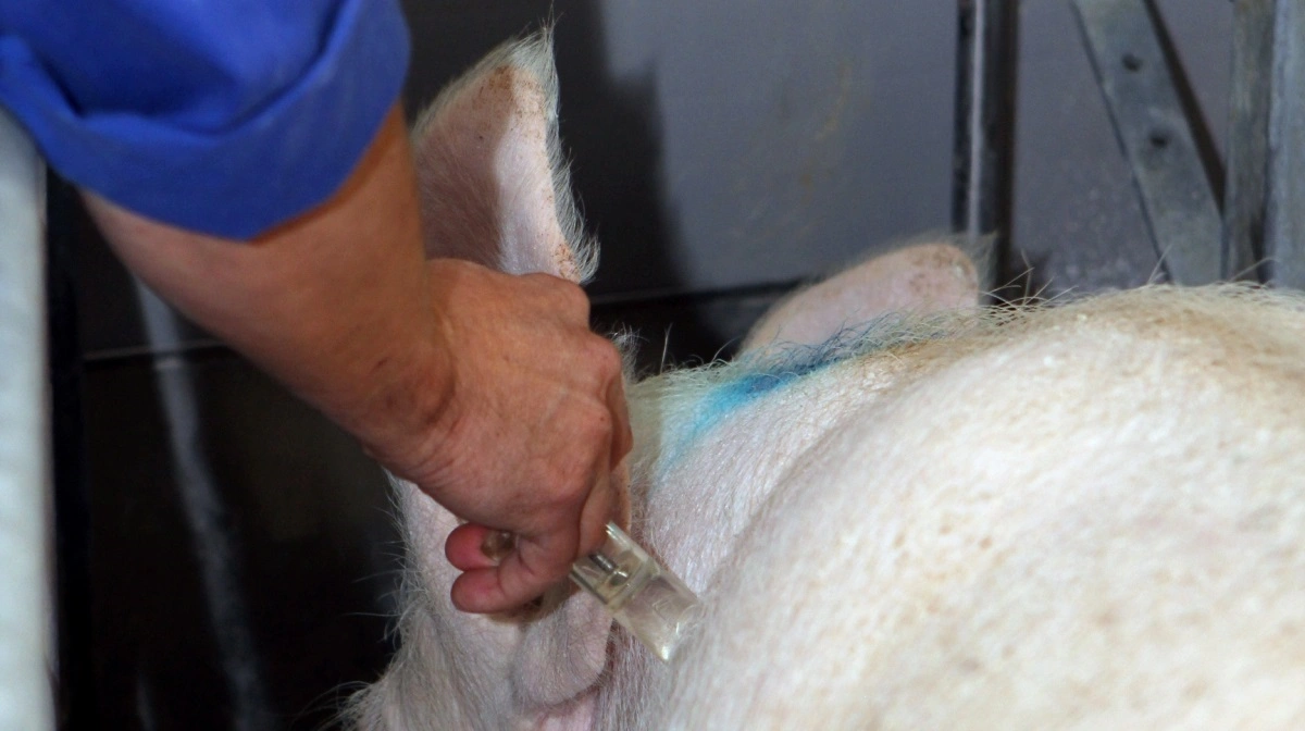 Arkivfoto: Anne Wolfenberg