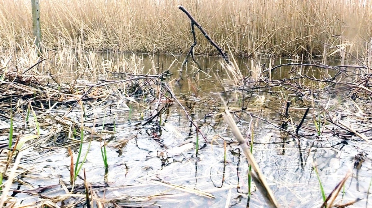 Aalborg Kommune har ifølge Nordjyske i alt tabt syv sager om Skovåen, herunder fem sager om erstatning for oversvømmede marker. Arkivfoto: Alexander Dornwirth