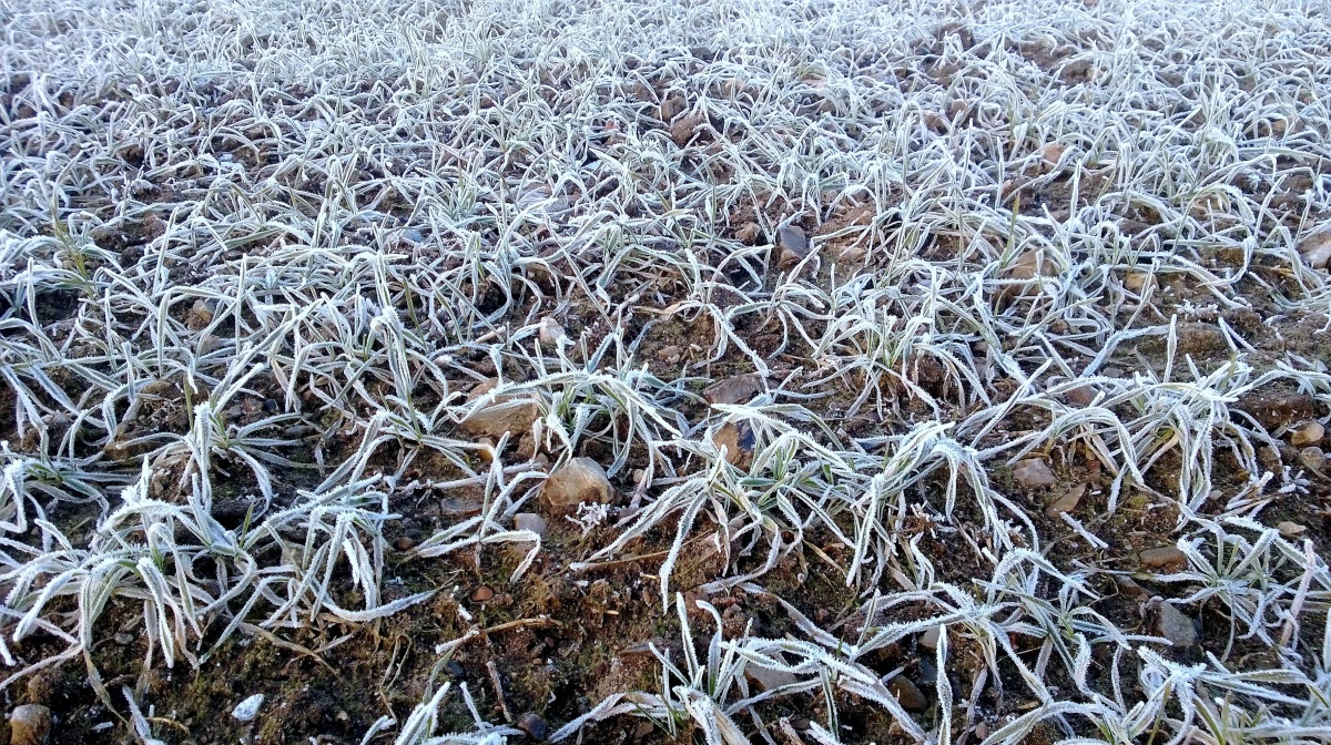 Usikkerhed i Sortehavsregionen kan give prisstøtte på europæisk hvede, også for danske landmænd. Arkivfoto: Erik Hansen
