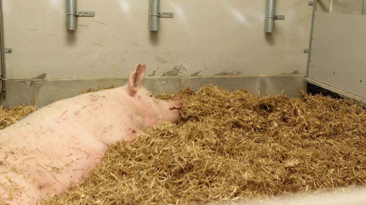 De i alt fire søer skulle have været behandlet, fastholder Fødevarestyrelsen. Her ses en syg so fra en helt anden besætning. Arkivfoto: Anne Wolfenberg